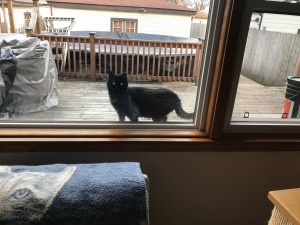 Black Cat in Window